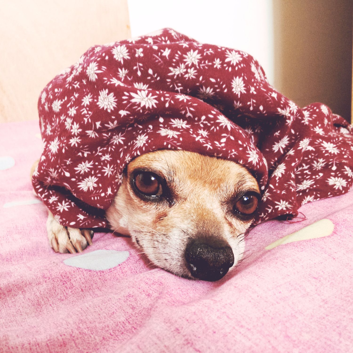 鿴ͼƬ