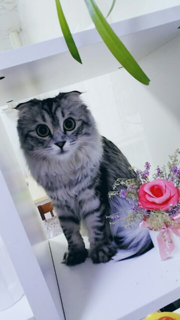 鿴ͼƬ