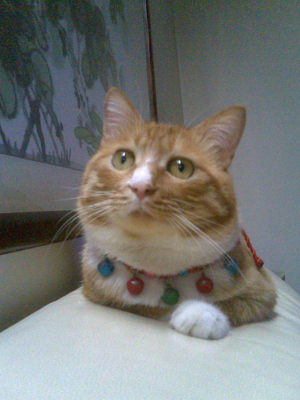 鿴ͼƬ