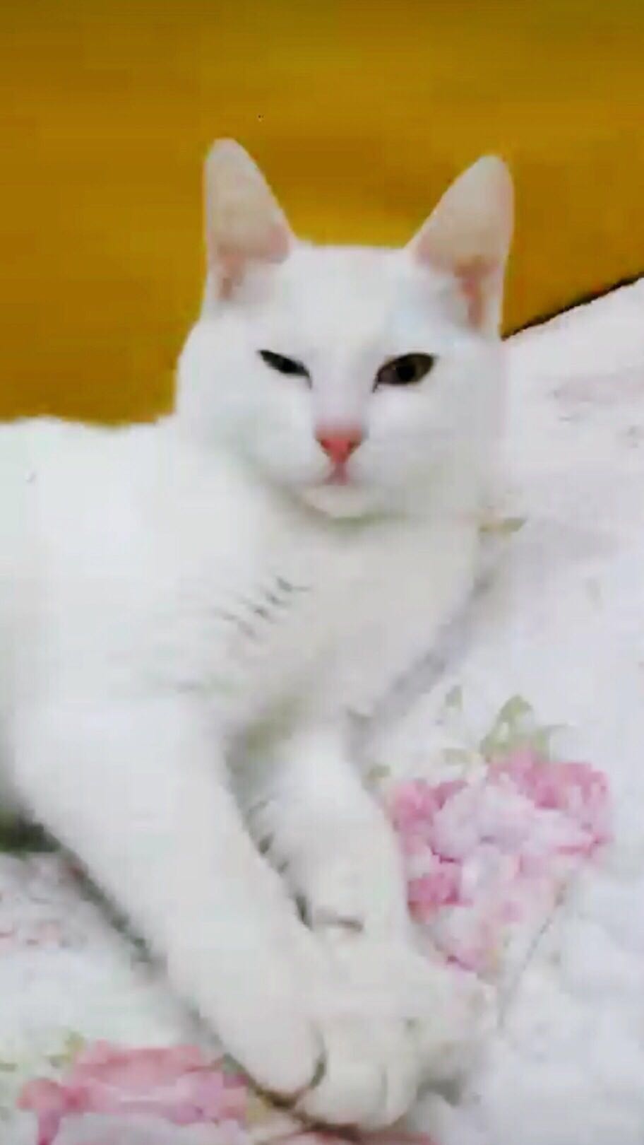 鿴ͼƬ