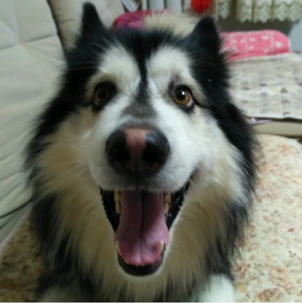 鿴ͼƬ