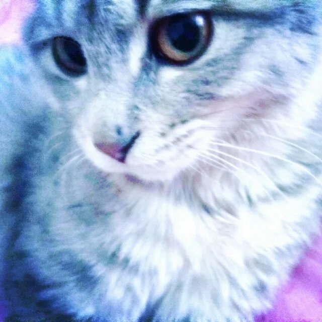 鿴ͼƬ