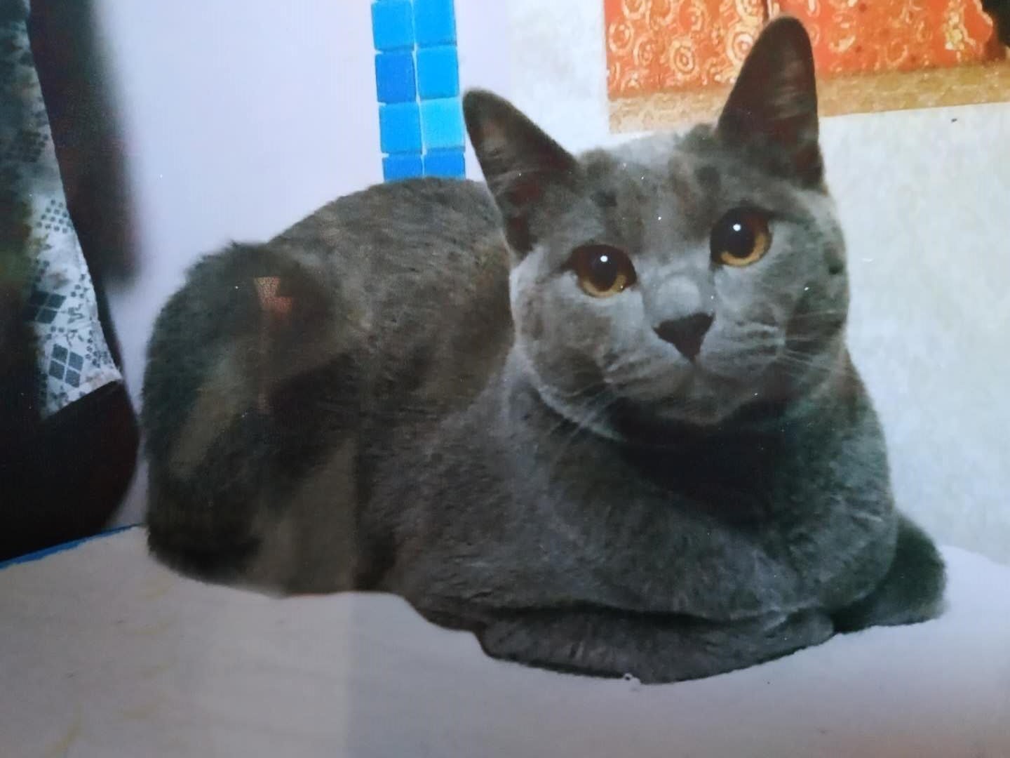 鿴ͼƬ