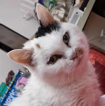 鿴ͼƬ