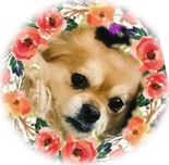 鿴ͼƬ