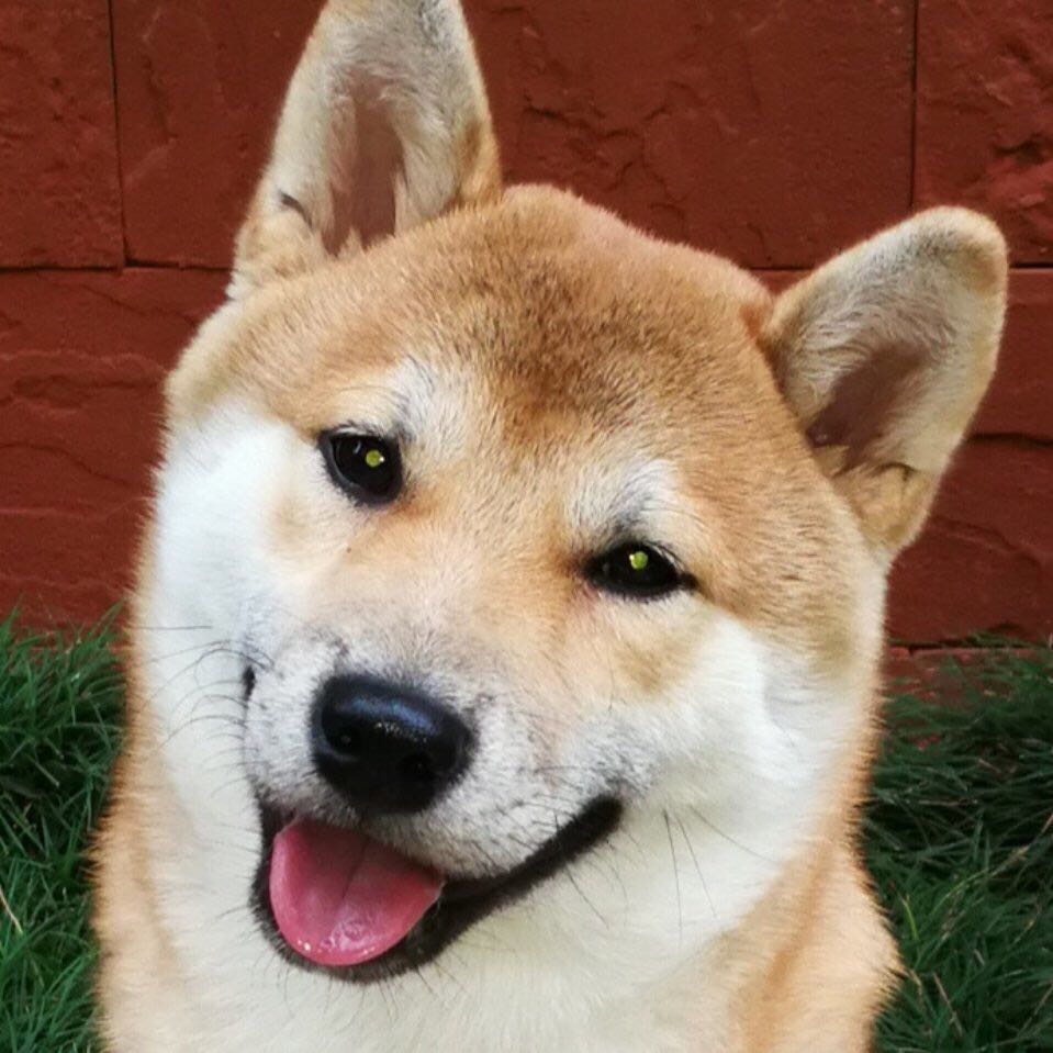 鿴ͼƬ