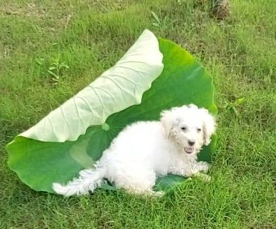鿴ͼƬ