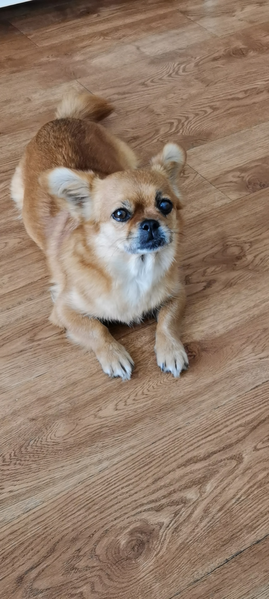 鿴ͼƬ