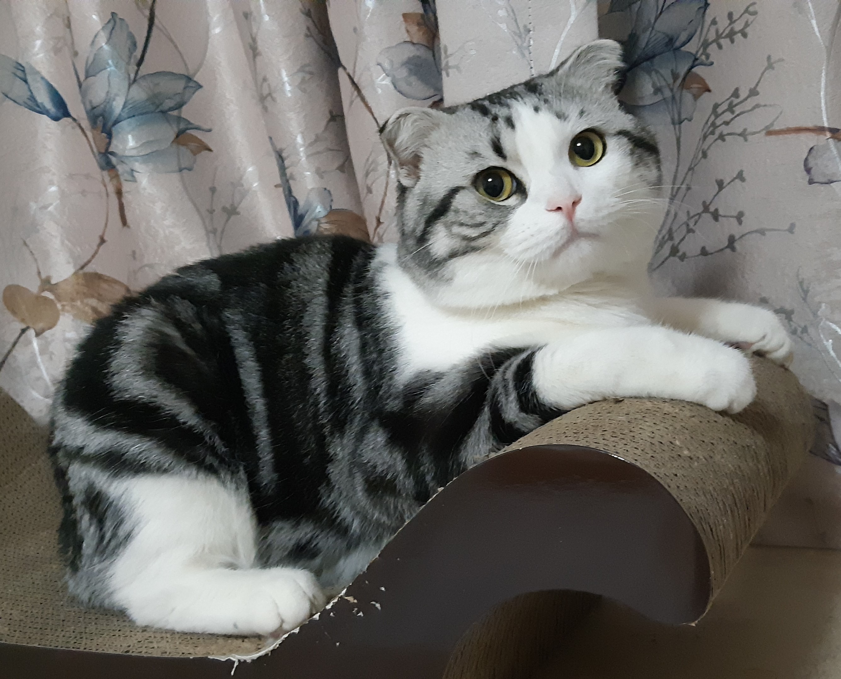 鿴ͼƬ