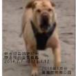 鿴ͼƬ