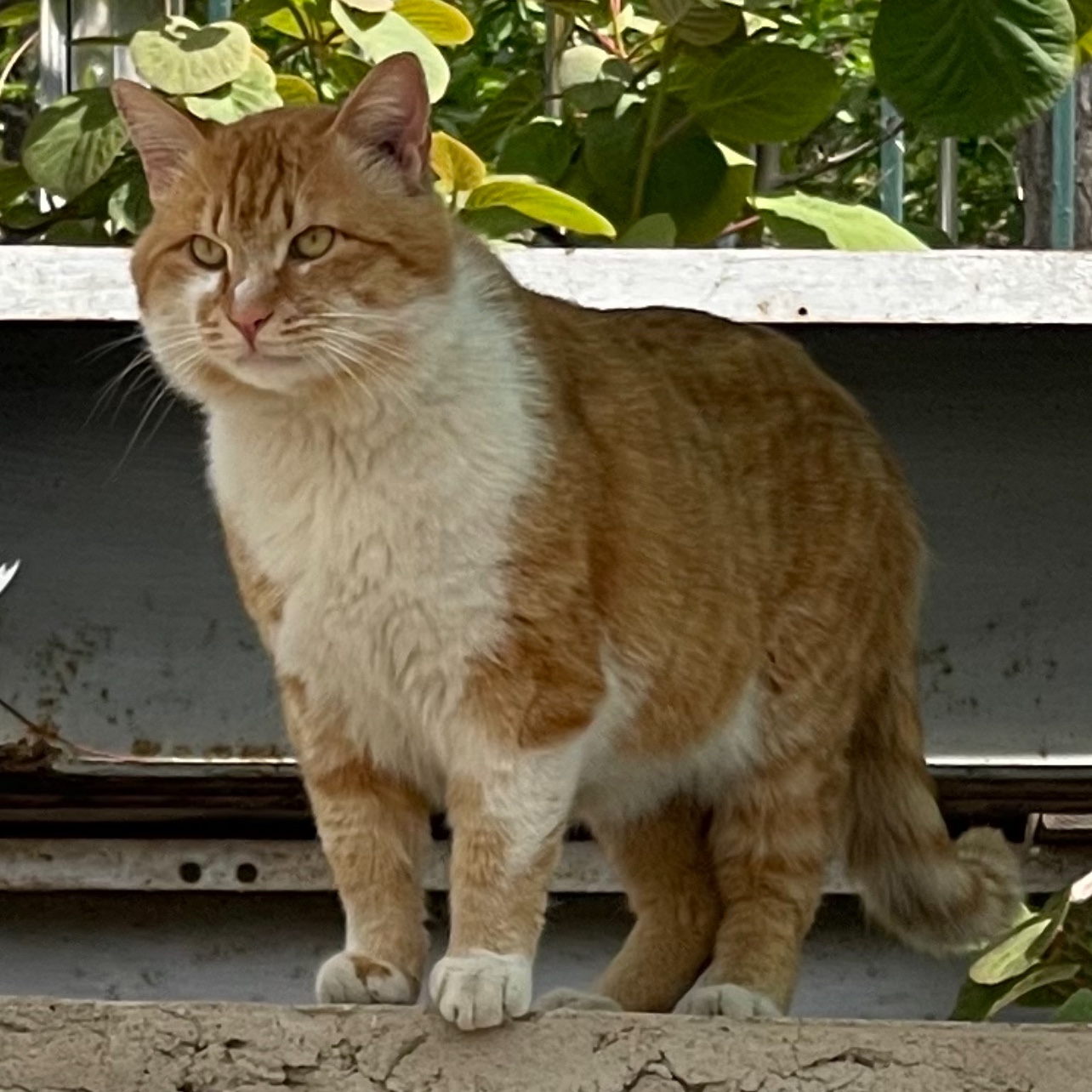 鿴ͼƬ