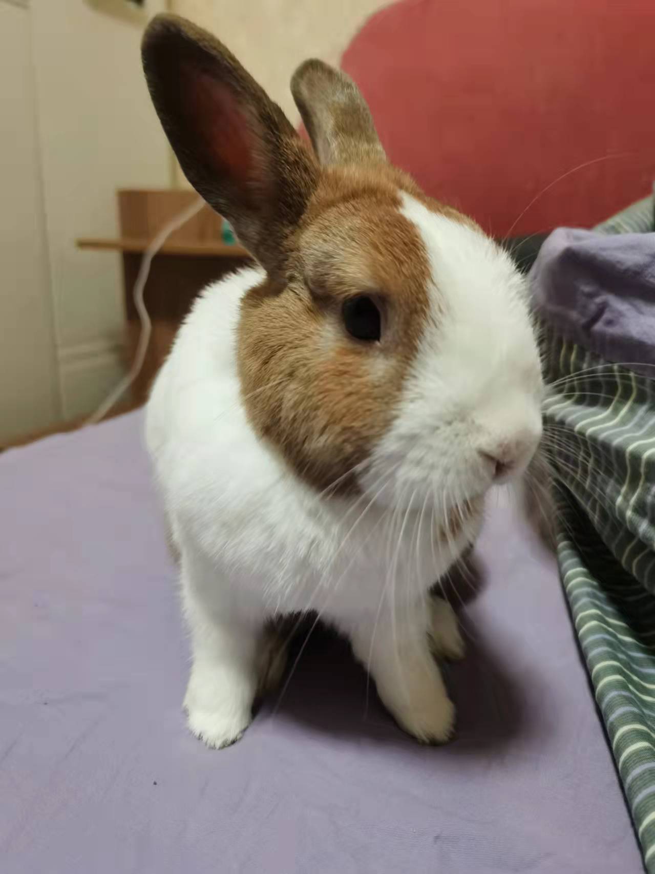 鿴ͼƬ
