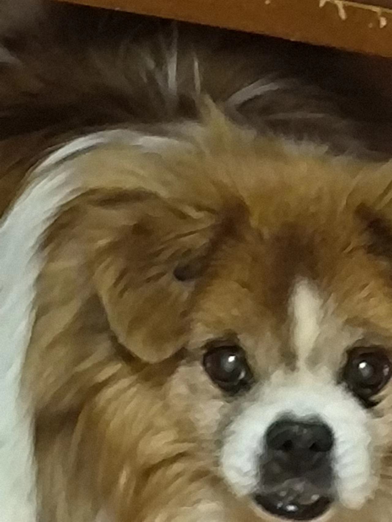 鿴ͼƬ