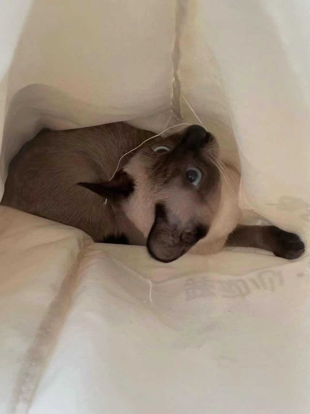 鿴ͼƬ