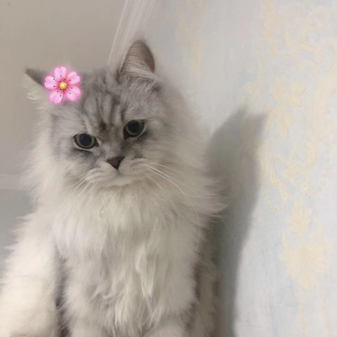 鿴ͼƬ