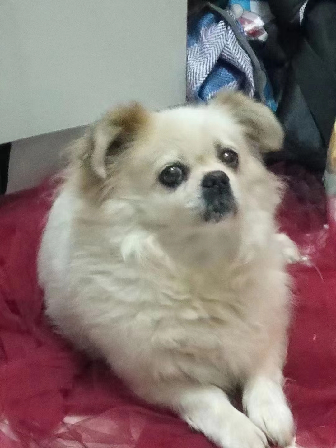 鿴ͼƬ