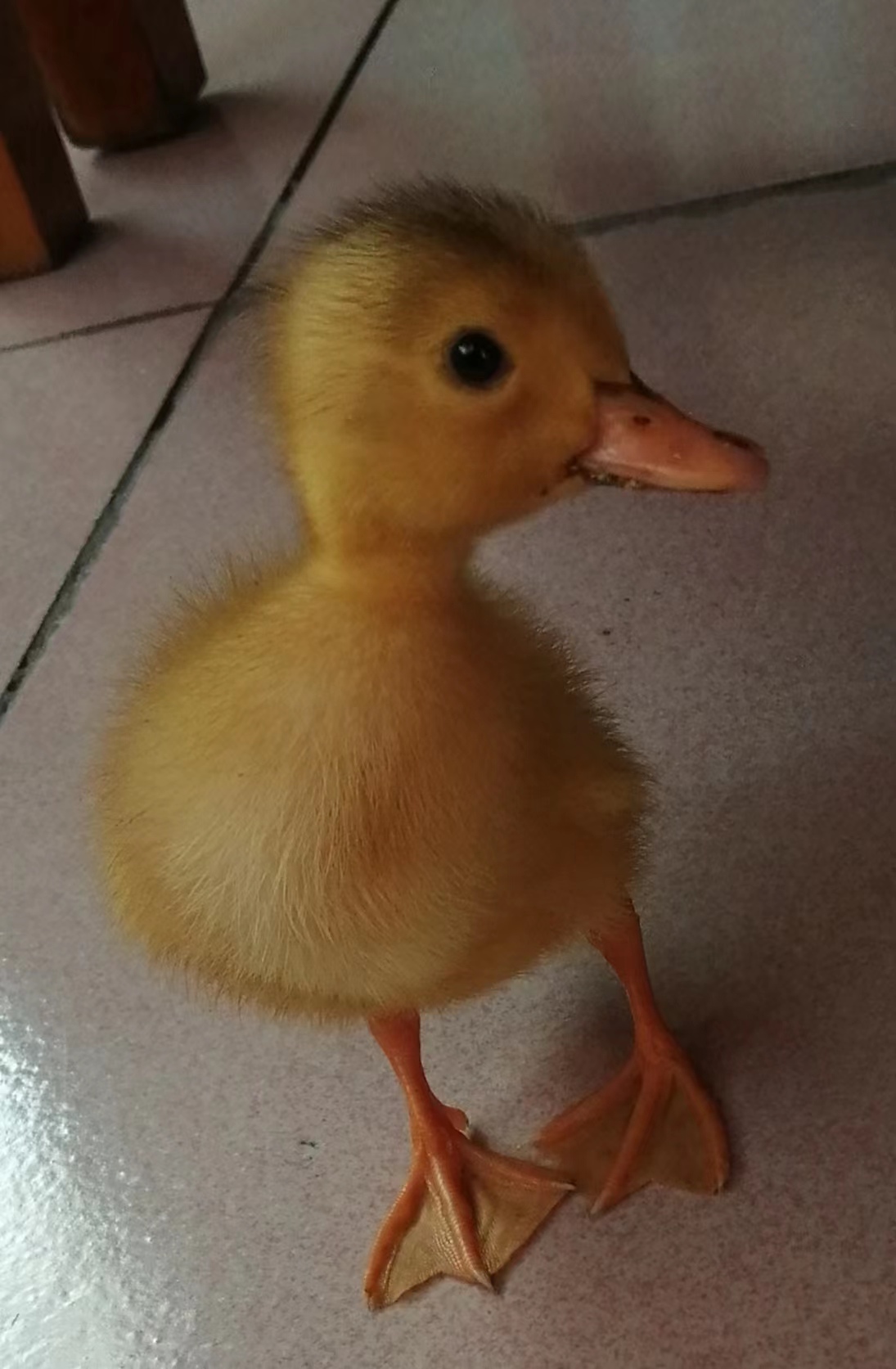 鿴ͼƬ