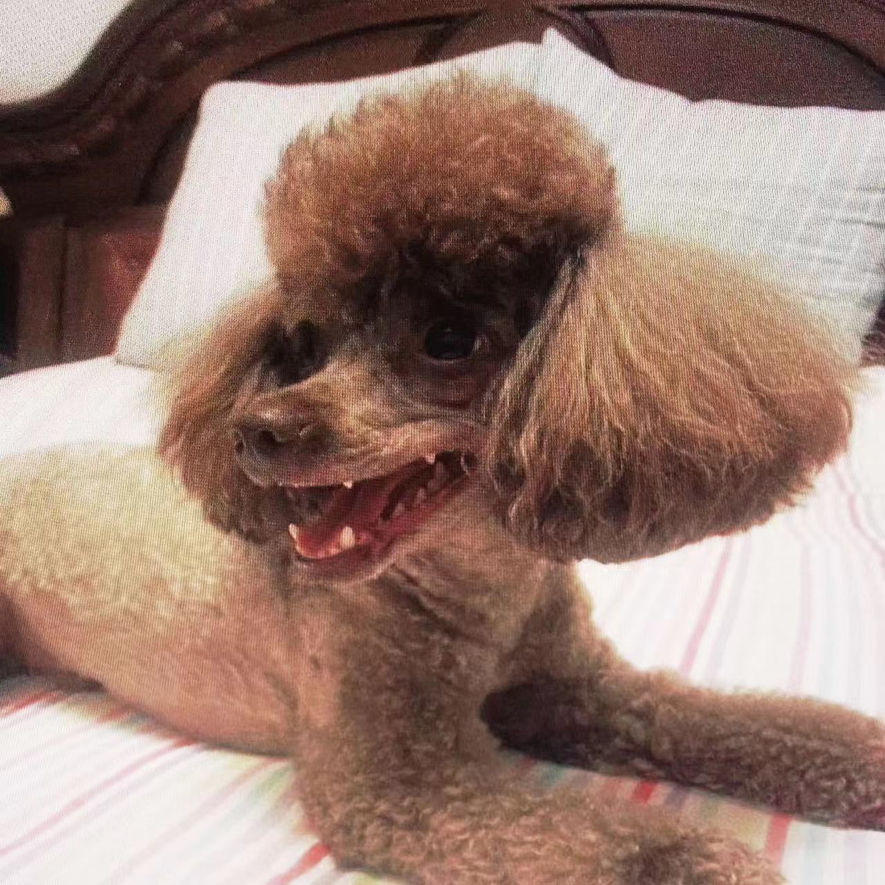 鿴ͼƬ