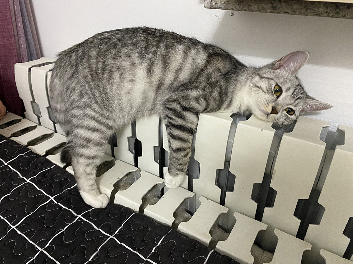 鿴ͼƬ