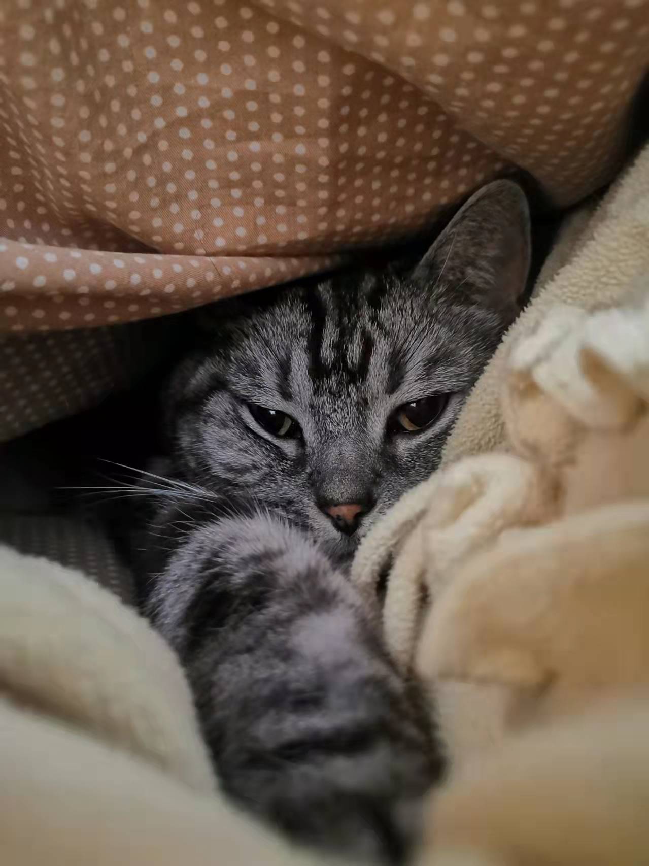 鿴ͼƬ