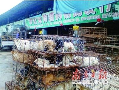 三鸟市场日卖逾百不明来历狗宠物狗论斤买卖